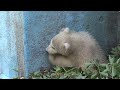 天王寺動物園　バフィンの赤ちゃん一般公開３