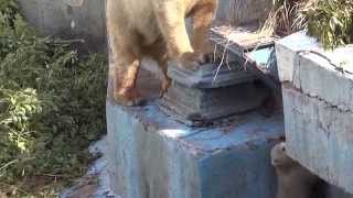 天王寺動物園　バフィンの赤ちゃん一般公開３