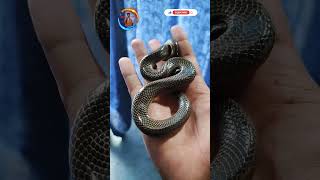 এ আবার কি সাপ!!Rainbow Water Snake| মেটেলি সাপ | জল মেটেলি | पानी वाला साप | @SnakeSaverBrothers