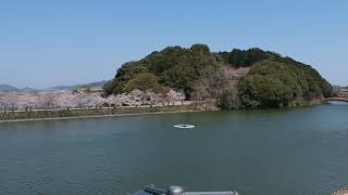 亀鶴公園の桜