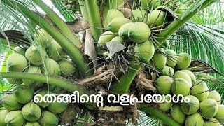 Coconut Cultivation / തെങ്ങിൻ്റെ വളപ്രയോഗം