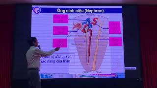 MÔ PHÔI - HỆ TIẾT NIỆU - Thầy Đối - CTUMP