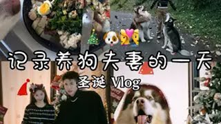 记录养狗夫妻的一天!🎄🐶北 婚后生活vlog 铲屎官日记 vlog 养狗人的一天 追觅X50pro