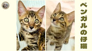 【かわいい子猫】販売中の仔猫ちゃんをご紹介🐾【ベンガル】