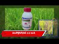 వరిలో దోమపోటు నివారణ doma potu in paddy sudi doma in paddy paddy farming tips in telugu