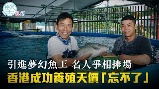 【挑戰難關】引進夢幻魚王　名人爭相捧場　香港成功養殖　天價「忘不了」