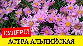 🌸Астра альпийская!!! Как лучше посеять??? Выращиваем из семян🌸