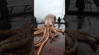 Giant Monster Squid Caught On Camera #shorts