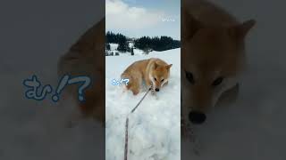 顔面雪まみれ…冷たくないの？　#shorts #柴犬