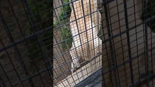 秋網🦒㉜ホワイトライオン・白獅子・リズムちゃん・沖縄こどもの国・・・White_Lion・Okinawa Zoo \u0026 Museum(20231113)