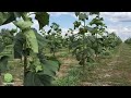 🌳 unsere paulownia bäume vom setzling zum starken baum 🌱