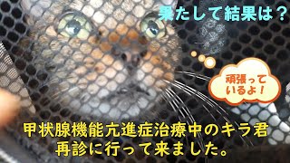 甲状腺機能亢進症になったキジトラ猫のキラ君のその後　What happened to Kira, a tabby cat who developed hyperthyroidism