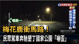 嚇歪 ! 駕車奔馳墾丁國家公園梅花鹿突衝出－民視台語新聞