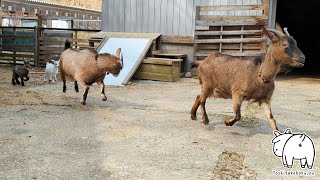 興味津々な子ヤギたち　こまめ親子とここあ 2023年3月9日 Goat Farm 手作りヤギ牧場　吉がけ牧場