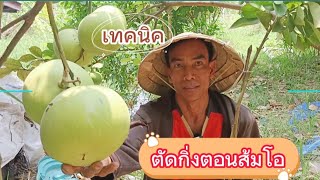 เทคนิคการตัดกิ่งส้มโอกิ่งตอนเพื่อชำถุง แนะนำวิธีการปลูกส้มโอ สำหรับมือใหม่