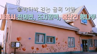 50대 감성여행[세종시 여행]타박타박 걷는 골목여행 세종시 전의면, 세종시 조치원읍,조치원 테마거리, 봉산리 향나무