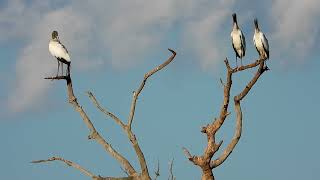 WOOD STORK ( MYCTERIA AMERICANA), CABEÇA-SECA, CABEÇA-DE-PEDRA, JABURU-MOLEQUE, Birds of wetlands.