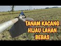 METODE TANAM KACANG HIJAU LAHAN BEKAS TANAMAN PADI