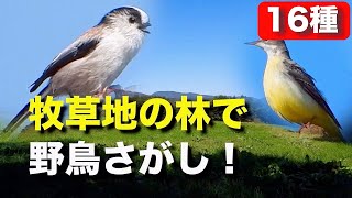 秋晴れの道を歩いて野鳥を探そう！