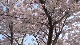 202204 英侍 2歳 桜 木登り