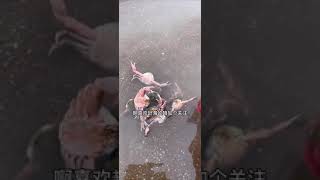 Catching Seafood 🦀🐙 Deep Sea Octopus (Catch Crab, Catch Fish) - Tik Tok | #Shorts