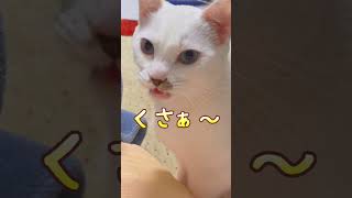 ママの髪を嗅いで臭そうな顔をする弟猫【フレーメン反応】