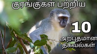 குரங்குகள் பற்றிய 10 வித்தியாசமான,அற்புதமான உண்மைகள் | Ten amazing facts about monkeys in tamil