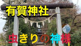 虫きりの神様