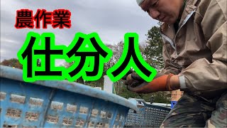 【川場村】仕分人【農作業】