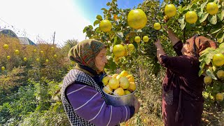 AMAZING STUFFED QUINCE DOLMA AND DESSERT RECIPE | QUINCE HARVESTING