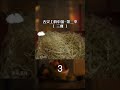 重庆小面：辣味风暴下的美食！| China Zone - 纪录片