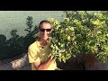 Growing Apple Trees in Pots in Arizona | First Apple Harvest