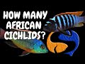 How many African Cichlids can I put in my tank Tank Talk 7/11/13 Pres. by KGTropicals