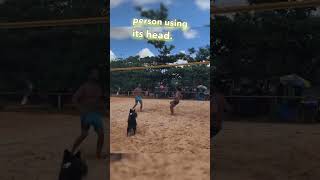 This Dog Can Play Volleyball Better Than Humans 👏