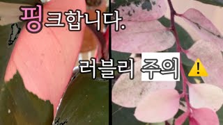 핑크잎 식물들 .. 핑크 러블리 주의 ! ^^