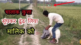 इस कुत्ते की  सूंघने की शक्ति ने हैरान कर दिया देखिये /