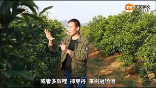 一次促花保果，两年高产稳产这些沃柑保果技巧，你都知道吗