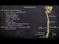 biologia 7 lekcja 7 szkielet kończyn