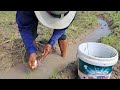 wow wow unique a farmer picks a lot of freshly harvested duck eggs in neang khon rice.