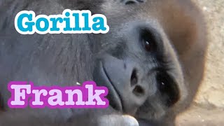 Gorilla 🦍 Frank lunch 🥗 ゴリラ　フランク ランチ隠し撮りw SDサファリパーク