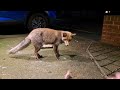 jj turned up fox squirrel wildlife cute animals fyp viralvideo video viral_video