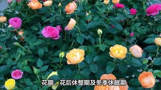 月季施肥技巧大全，记住这些施肥重点，枝繁叶茂开花多