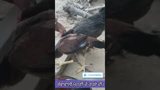 200 ਰੁਪਏ ਦੀ ਸੇਵਾ ਵਾਲੀ ਮੁਰਗੀ ਬਕਿਆਊ #hen #blogr