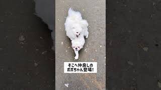 雨上がりのドッグラン🐶　　　#pekingese #pomeranian #いぬ #なんこつ #ペキポメ #ポメペキ #わんこ #犬 #ペキニーズ #ポメラニアン