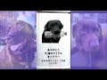 天満のアイドル犬 オードリーのお墓参り