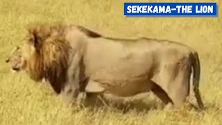 SEKEKAMA  - The Lion | The Colossal King