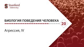 Биология поведения человека: Лекция #20. Агрессия, IV [Роберт Сапольски, 2010. Стэнфорд]