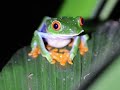 哥斯达黎加的动物：越看越萌的红眼树蛙 costa rica wildlife red eyed treefrog