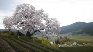 納戸料の百年桜（嬉野市）・2016満開