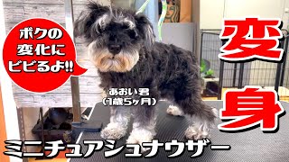 【変身！！】1歳5ヶ月のMシュナウザー・あおい君！#miniatureschnauzer #ミニチュアシュナウザー #トリミング